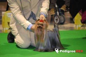 ESTUGO'S LITTLE BIG MAN &mdash; Labaza DogPedigree YorkshireTerrier