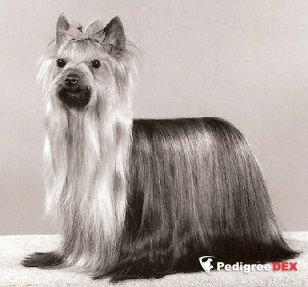 OZMILION DANCE OF ROMANCE &mdash; Labaza DogPedigree YorkshireTerrier