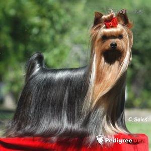 ESTUGO'S AS SIMON SAYS &mdash; Labaza DogPedigree YorkshireTerrier