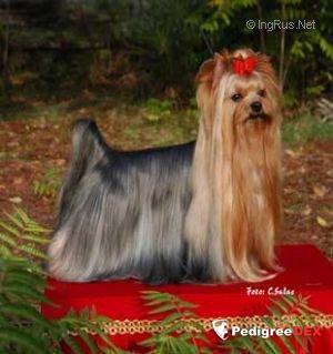  ESTUGO'S SIMON &mdash; Labaza DogPedigree YorkshireTerrier