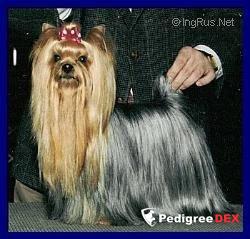  ORWICK'S IN THE NICK OF TIME &mdash; Labaza DogPedigree YorkshireTerrier