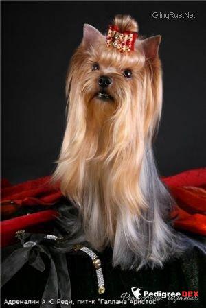  ADRENALIN ARE YOU READY &mdash; Labaza DogPedigree YorkshireTerrier