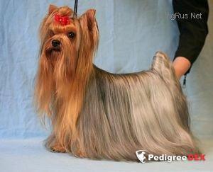  ADRENALIN GREAT AMBITIONS &mdash; Labaza DogPedigree YorkshireTerrier