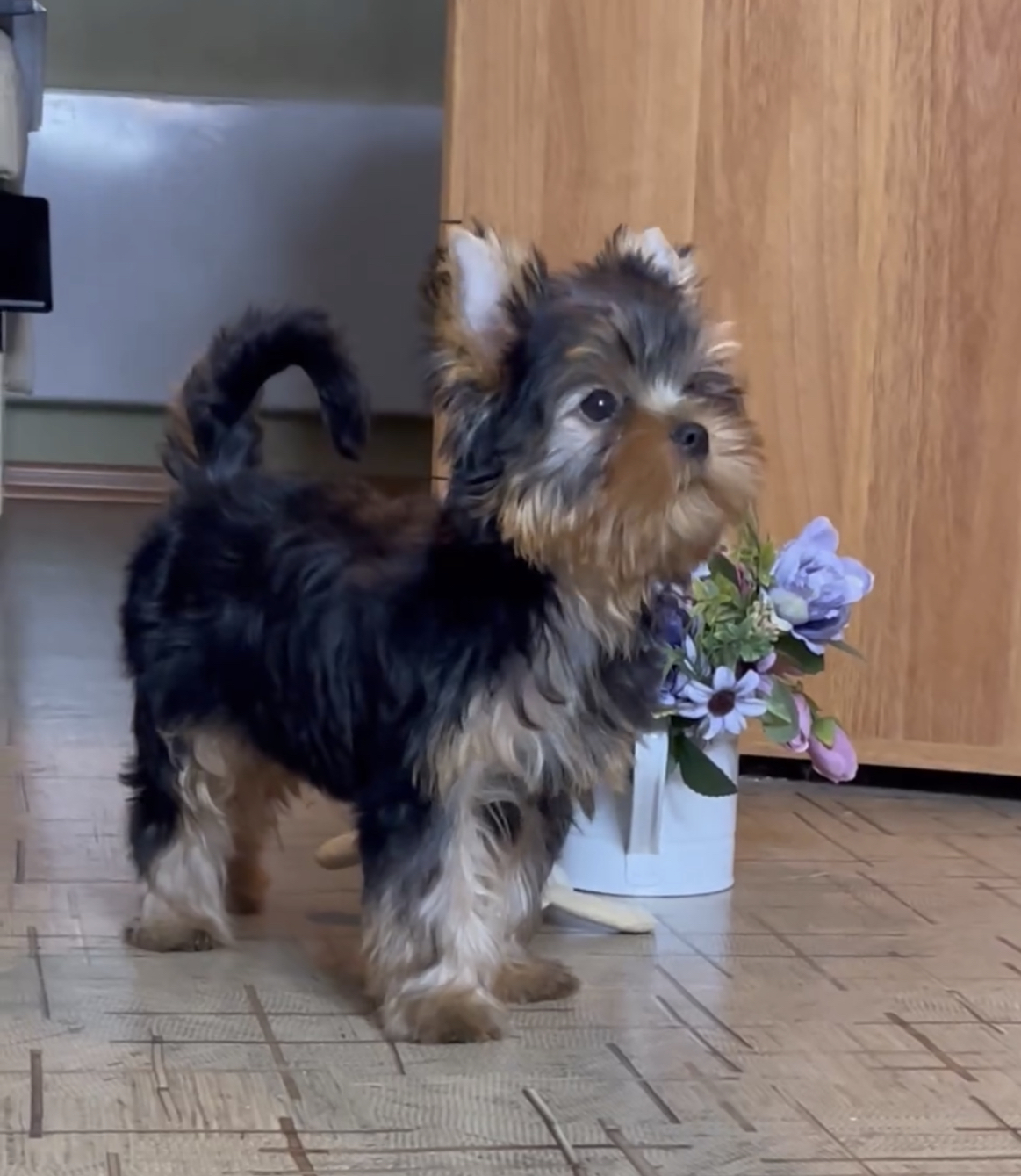Star Queen STAR QUEEN OPTIMIST &mdash; Labaza DogPedigree YorkshireTerrier
