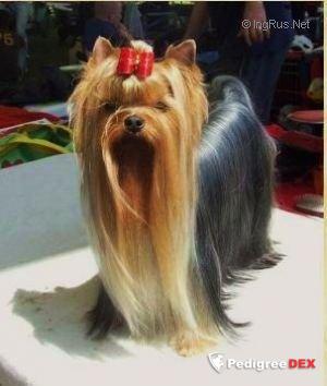  SPICE GIRL FERIBETTY &mdash; Labaza DogPedigree YorkshireTerrier