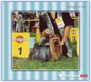 TIFFANY'S MAJOR THREAT &mdash; Labaza DogPedigree YorkshireTerrier
