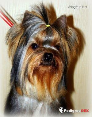  SHARMNATAN'S WINDY &mdash; Labaza DogPedigree YorkshireTerrier