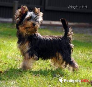  SHARMNATAN'S ACTION ART &mdash; Labaza DogPedigree YorkshireTerrier