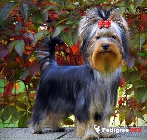  SHARMNATAN'S COME TOGETHER &mdash; Labaza DogPedigree YorkshireTerrier