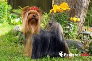  SHARMNATAN'S GOLD ROSE &mdash; Labaza DogPedigree YorkshireTerrier