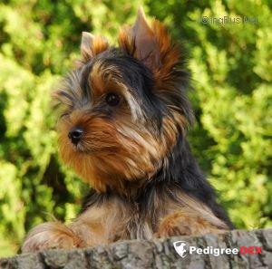  SHARMNATAN'S CHLOE ROSE EDITION &mdash; Labaza DogPedigree YorkshireTerrier