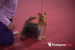  SHARMNATAN'S AROUND MY HEART &mdash; Labaza DogPedigree YorkshireTerrier