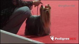  SHARMNATAN'S ALWAYS SANNY &mdash; Labaza DogPedigree YorkshireTerrier