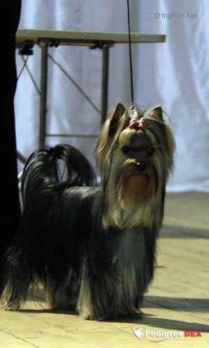  SHARMNATAN'S YUMMI SCRUMMY &mdash; Labaza DogPedigree YorkshireTerrier