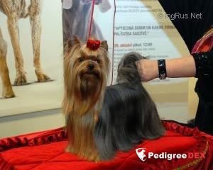  SHARMNATAN'S GEM SIMPLY DIVINE &mdash; Labaza DogPedigree YorkshireTerrier