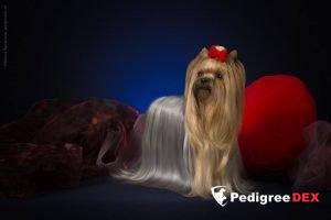  SHARMNATAN'S YOU ARE MY SUNSHINE &mdash; Labaza DogPedigree YorkshireTerrier