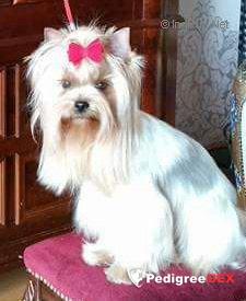  SHARMNATAN'S YOUNG LOVE &mdash; Labaza DogPedigree YorkshireTerrier