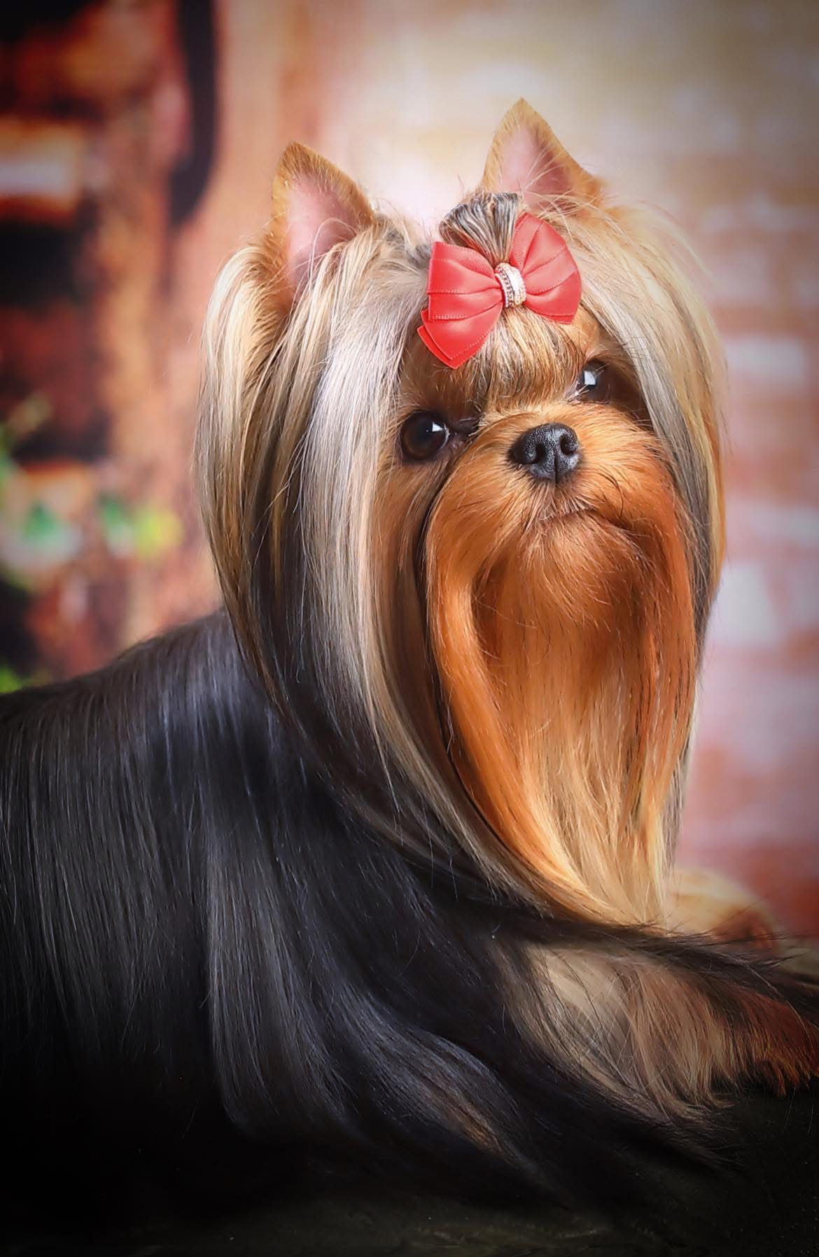 Royal Boutique ROYAL BOUTIQUE CHERRY SWEET CHERRY &mdash; Labaza DogPedigree YorkshireTerrier