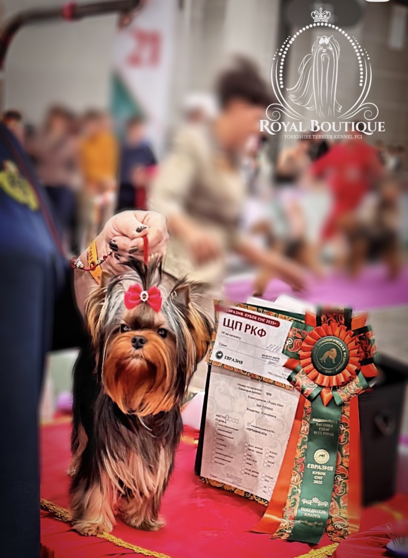Royal Boutique ROYAL BOUTIQUE INFANT &mdash; Labaza DogPedigree YorkshireTerrier