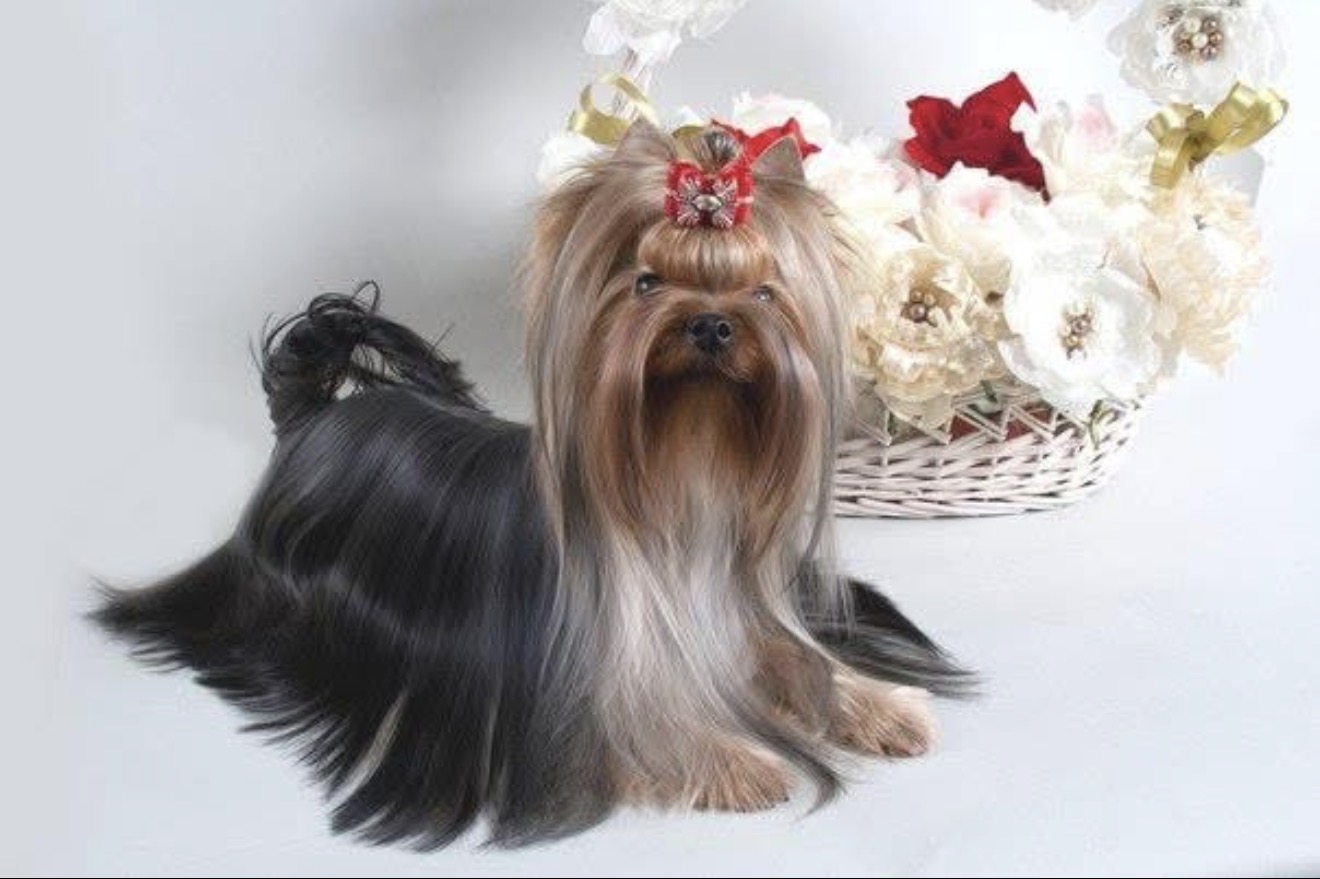 Royal Boutique ROYAL BOUTIQUE ARIADNA &mdash; Labaza DogPedigree YorkshireTerrier