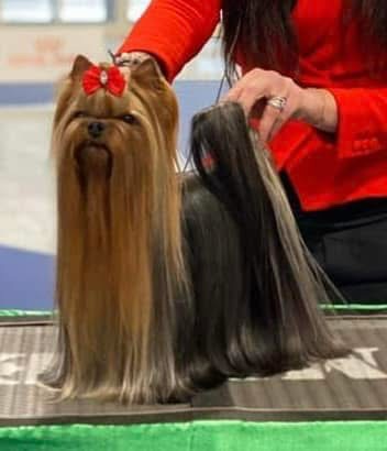 Royal Boutique ROYAL BOUTIQUE SHERIF &mdash; Labaza DogPedigree YorkshireTerrier