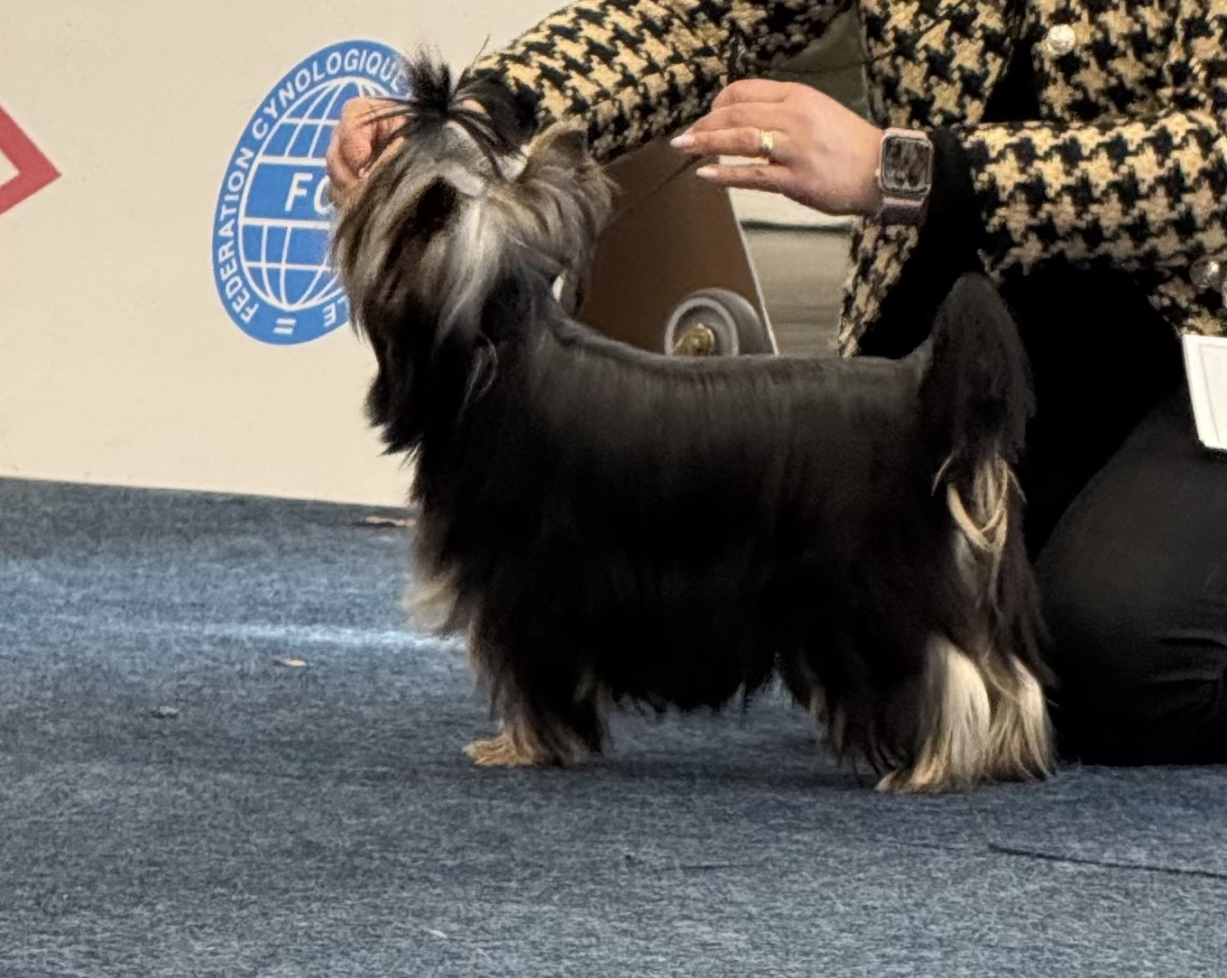  AELMERALD’S YOUR’S FOREVER / ZLATA &mdash; Labaza DogPedigree YorkshireTerrier
