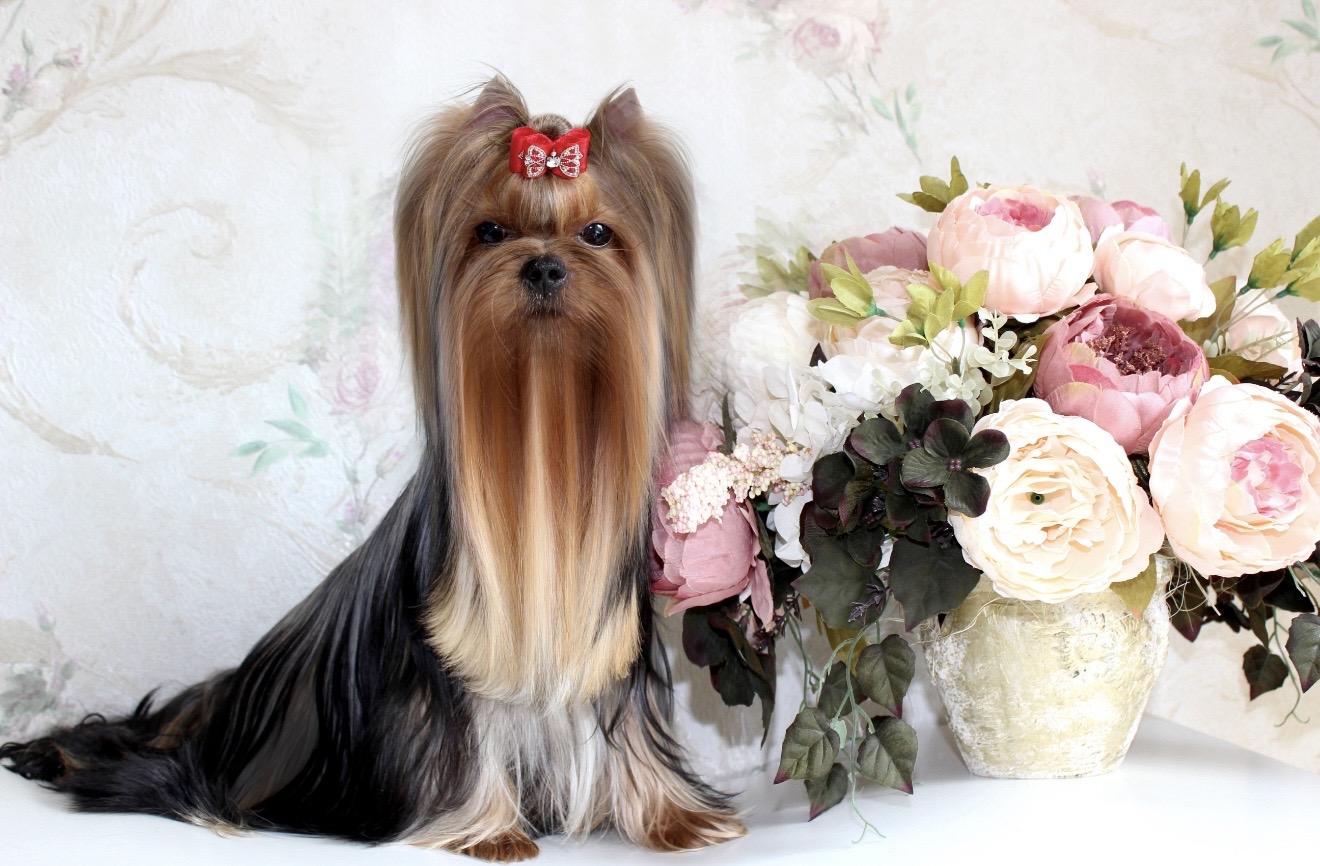 Royal Boutique ROYAL BOUTIQUE EMANCIPER &mdash; Labaza DogPedigree YorkshireTerrier