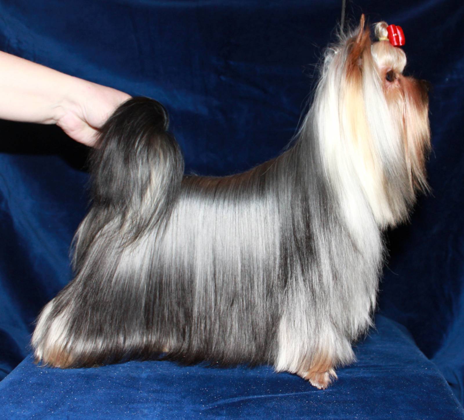 Stjumers STJUMERS FEIRI TEIL &mdash; Labaza DogPedigree YorkshireTerrier