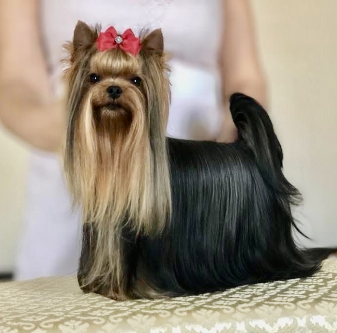 Royal Boutique ROYAL BOUTIQUE MINI DIAMOND &mdash; Labaza DogPedigree YorkshireTerrier