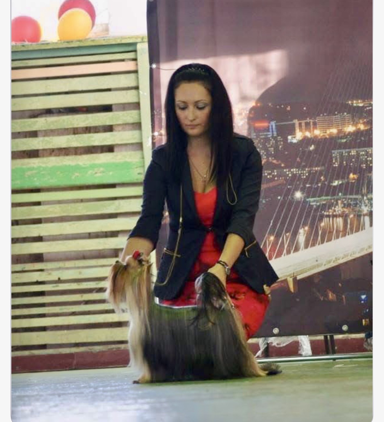 Royal Boutique ROYAL BOUTIQUE HARIZMA &mdash; Labaza DogPedigree YorkshireTerrier