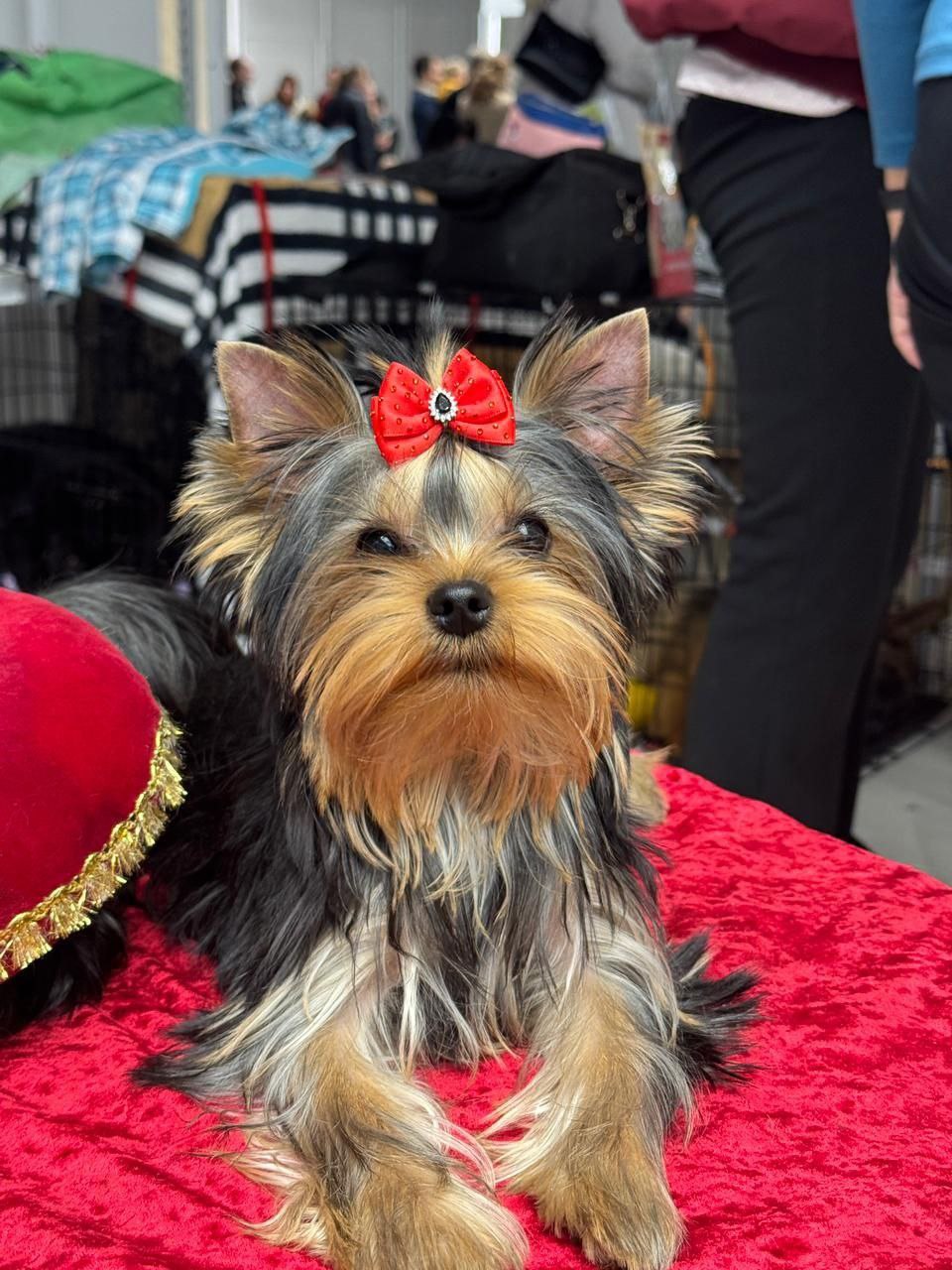 Перов &mdash; Labaza DogPedigree YorkshireTerrier