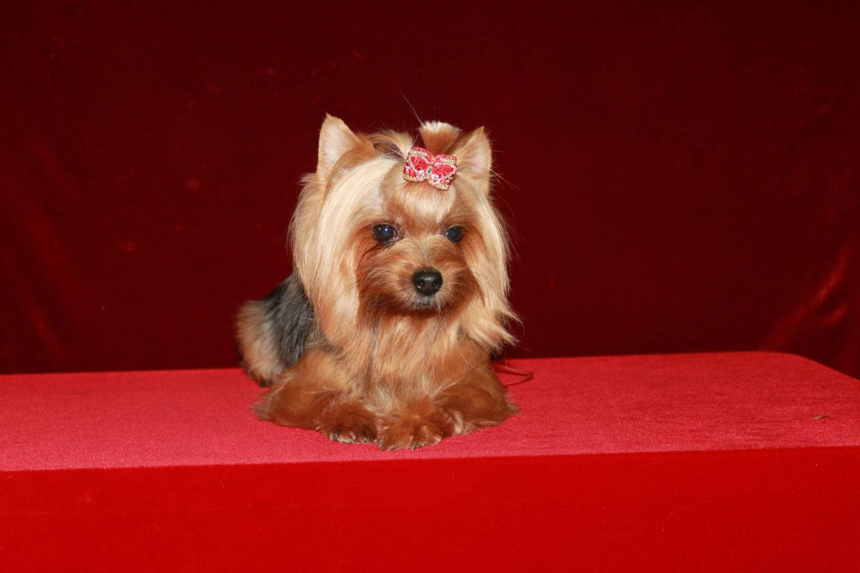 BRILLIANT ELIZAVETY WASSABI &mdash; Labaza DogPedigree YorkshireTerrier