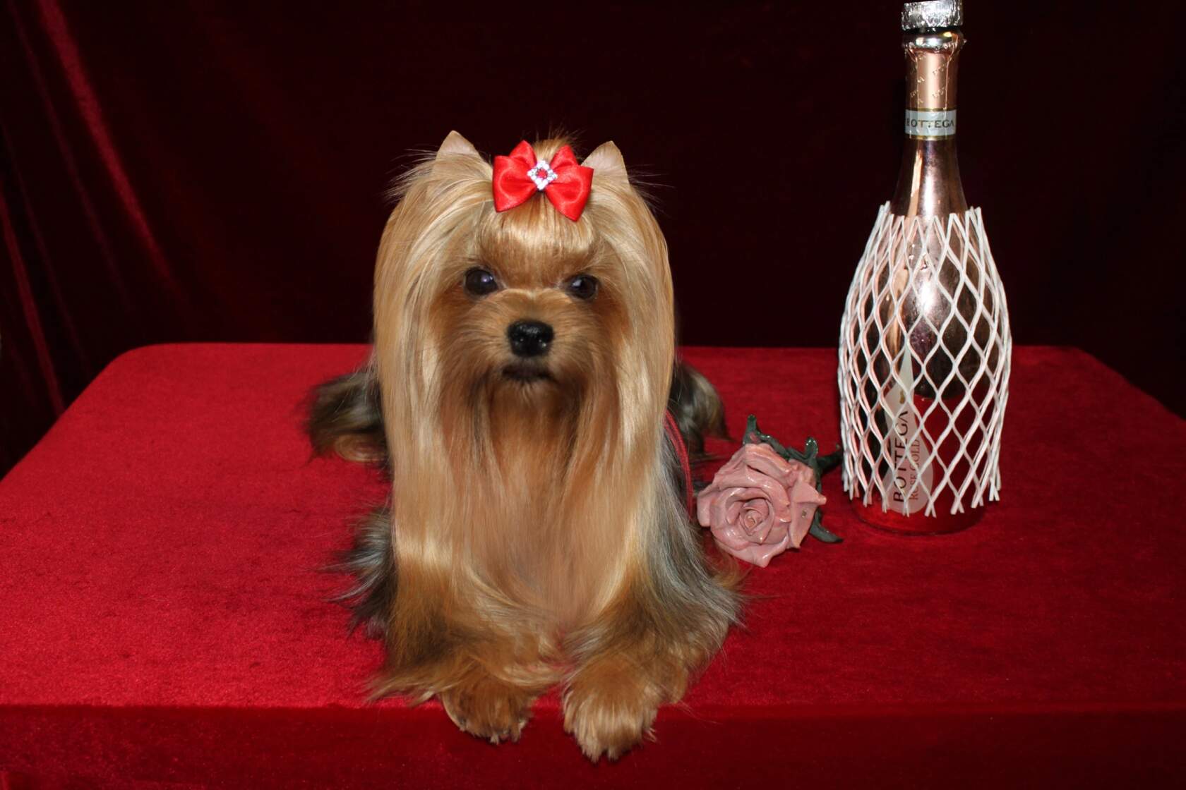 VIDEO STAR SHE IS BEAUTIFUL