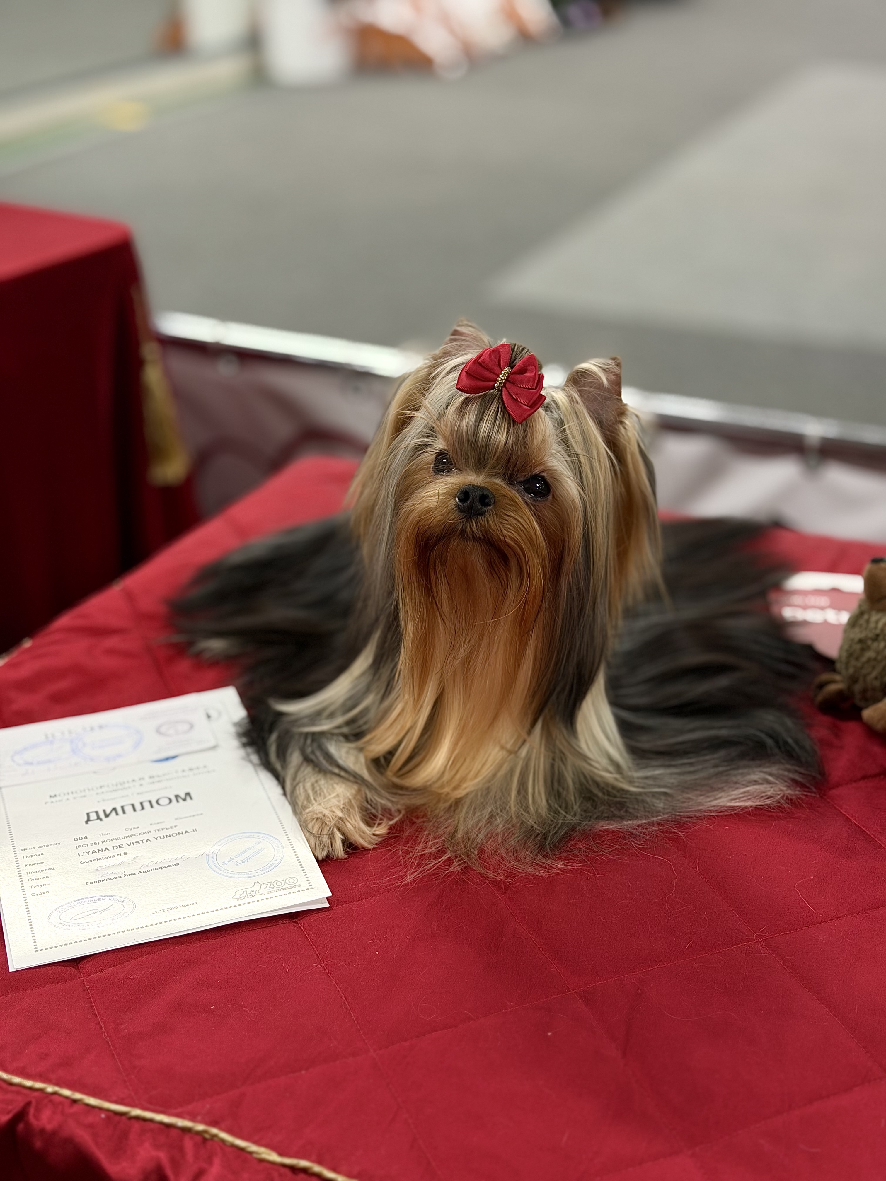 L’Yana De Vista L’YANA DE VISTA YUNONA &mdash; Labaza DogPedigree YorkshireTerrier