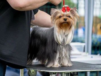 MY STEEL DREAM EVA &mdash; Labaza DogPedigree YorkshireTerrier