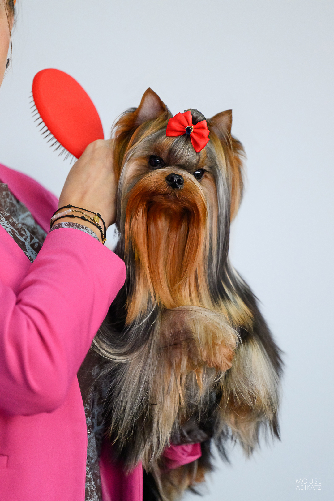 BUNNY BELL BUNNY BELL LOVE ME FOREVER &mdash; Labaza DogPedigree YorkshireTerrier