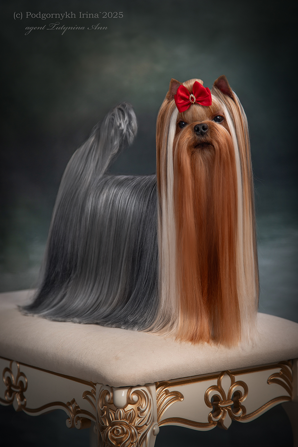 Laranta LARANTA JAMET FOTE &mdash; Labaza DogPedigree YorkshireTerrier