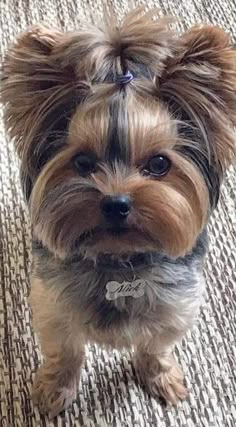 Peter Steiner &mdash; Labaza DogPedigree YorkshireTerrier