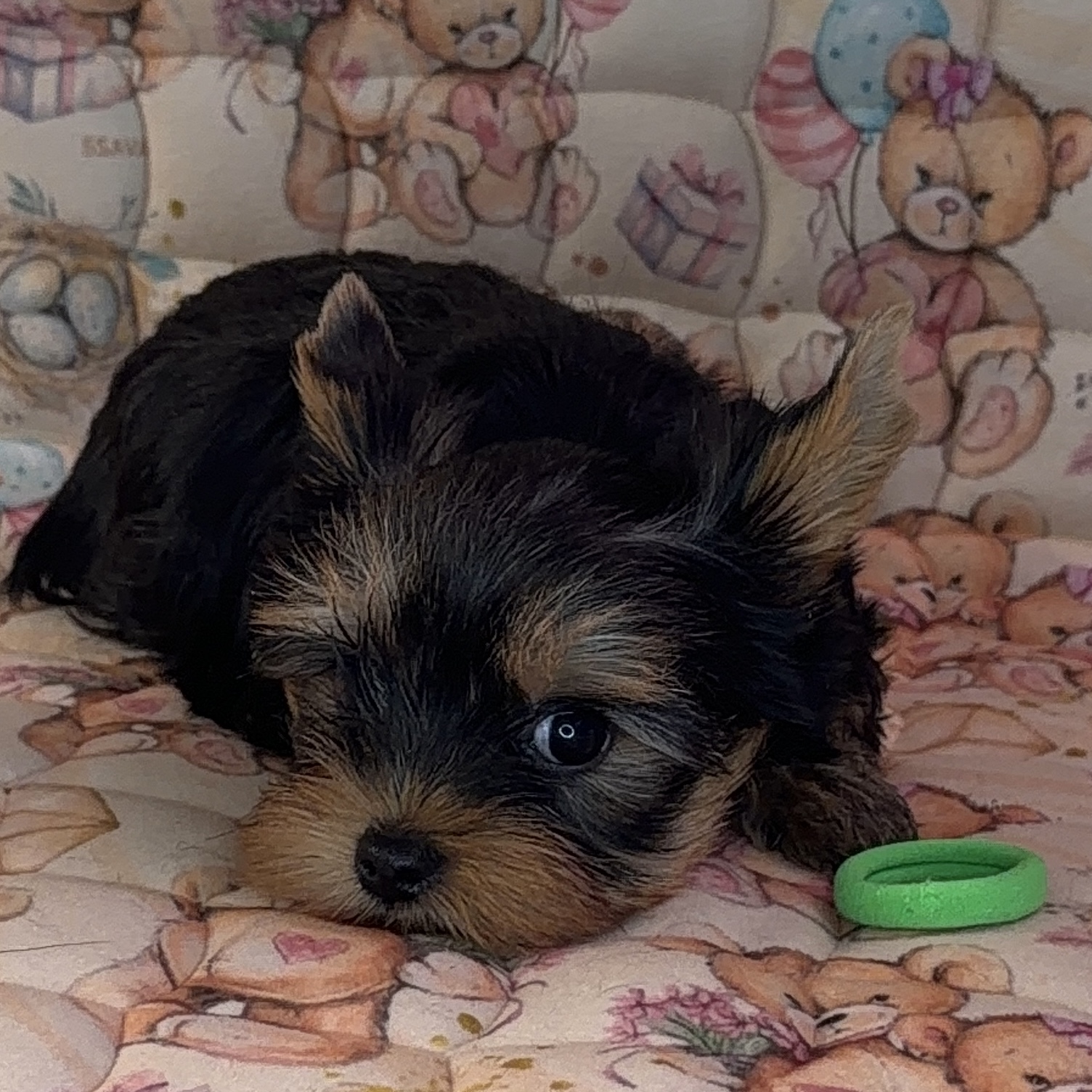 Primavera Incanta PRIMAVERA INCANTA MICHELANGELO &mdash; Labaza DogPedigree YorkshireTerrier