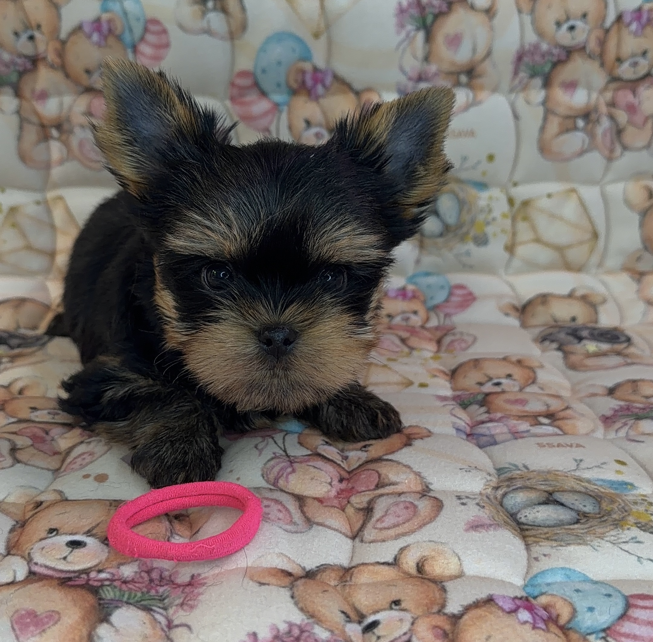 Primavera Incanta PRIMAVERA INCANTA MAGENTA &mdash; Labaza DogPedigree YorkshireTerrier