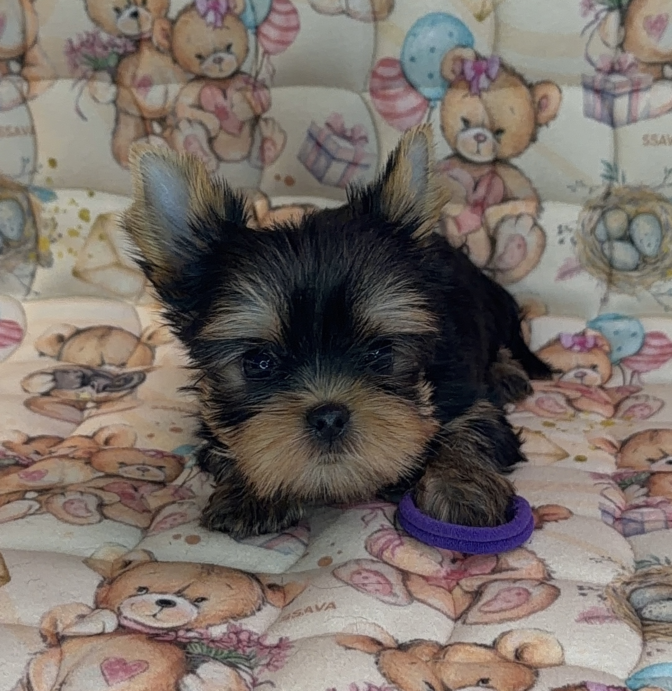 Primavera Incanta PRIMAVERA INCANTA MARTINA &mdash; Labaza DogPedigree YorkshireTerrier