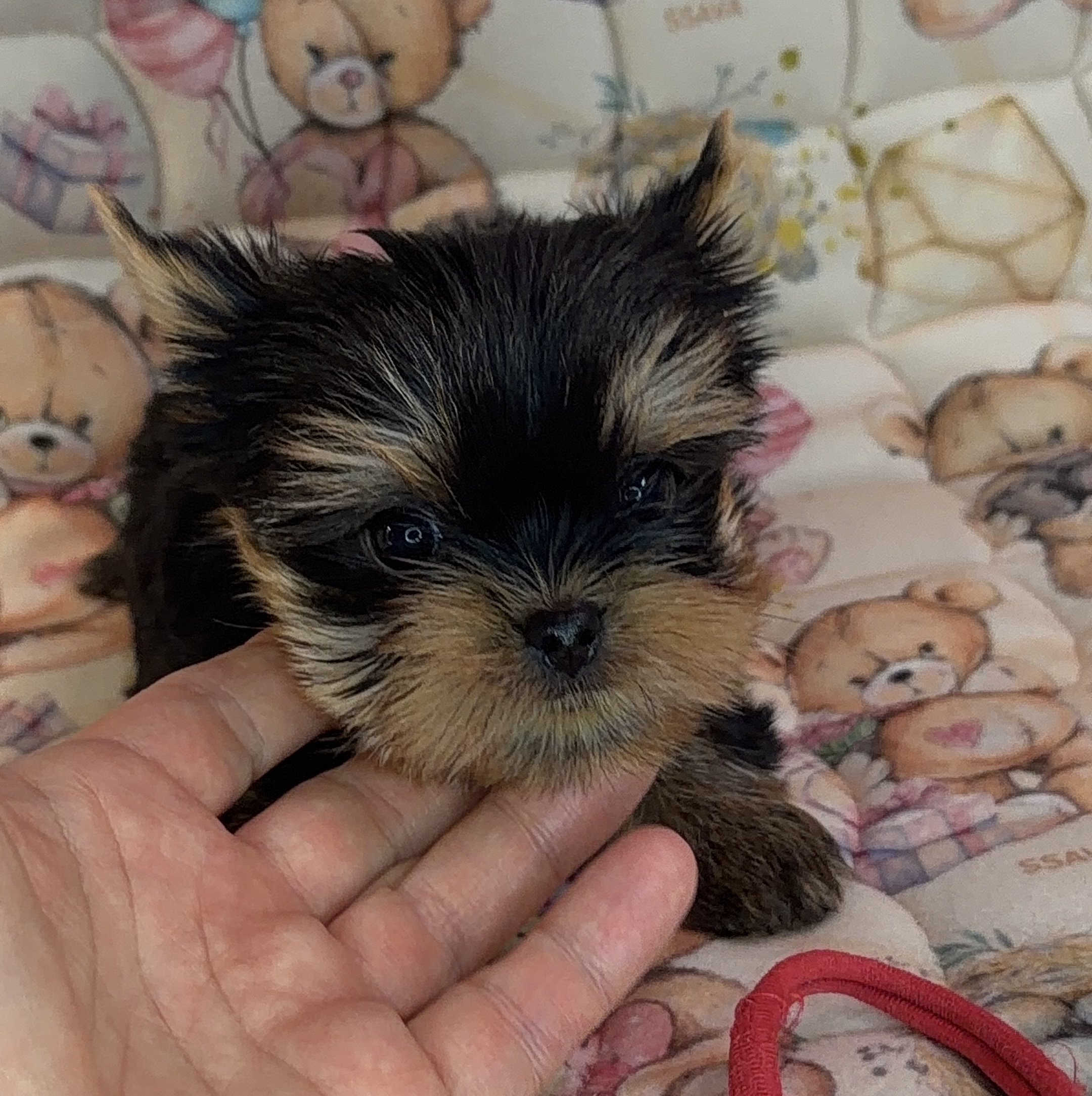 Primavera Incanta PRIMAVERA INCANTA MARISSA &mdash; Labaza DogPedigree YorkshireTerrier