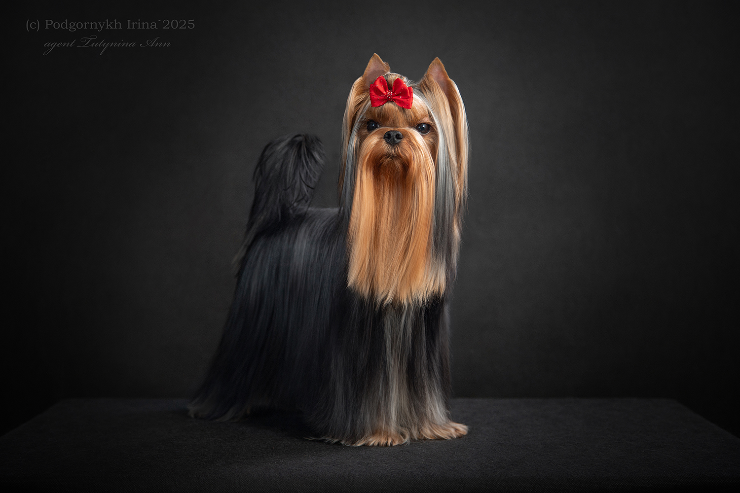 Laranta LARANTA CLAUDE FRANCOIS &mdash; Labaza DogPedigree YorkshireTerrier