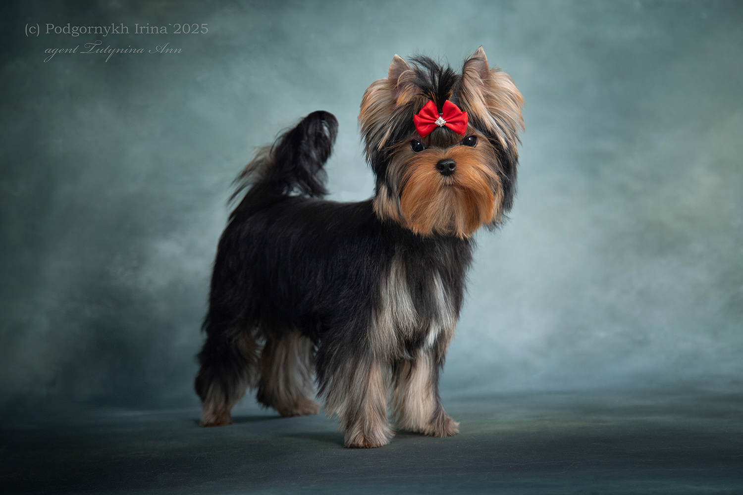 Laranta LARANTA TWIST AND PULSE &mdash; Labaza DogPedigree YorkshireTerrier