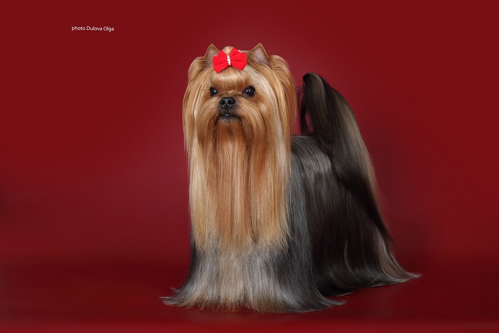  JANIKA AMELIE SWEET CANDY &mdash; Labaza DogPedigree YorkshireTerrier