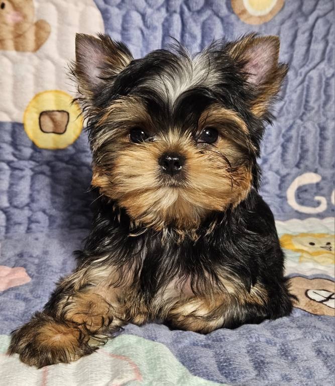 WANILLA KISS &mdash; Labaza DogPedigree YorkshireTerrier