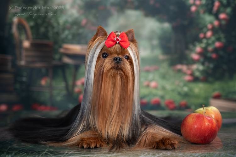 SHINING DIAMOND &mdash; Labaza DogPedigree YorkshireTerrier