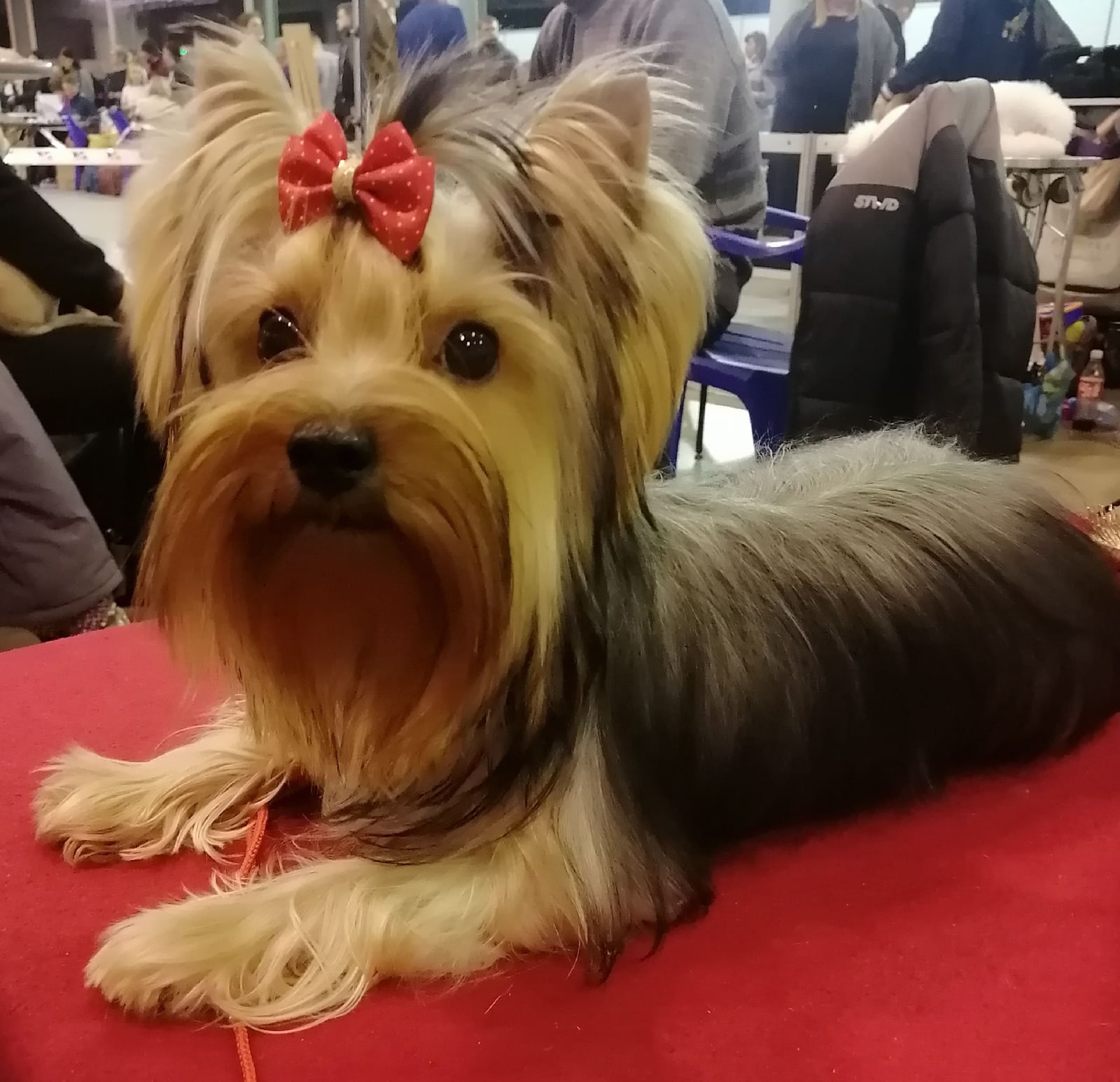  PRIMADONNA ELIZABET ELIT SHOU &mdash; Labaza DogPedigree YorkshireTerrier