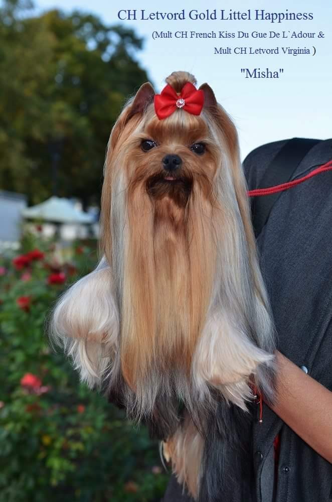  LETVORD GOLD LITTLE HAPPINESS &mdash; Labaza DogPedigree YorkshireTerrier