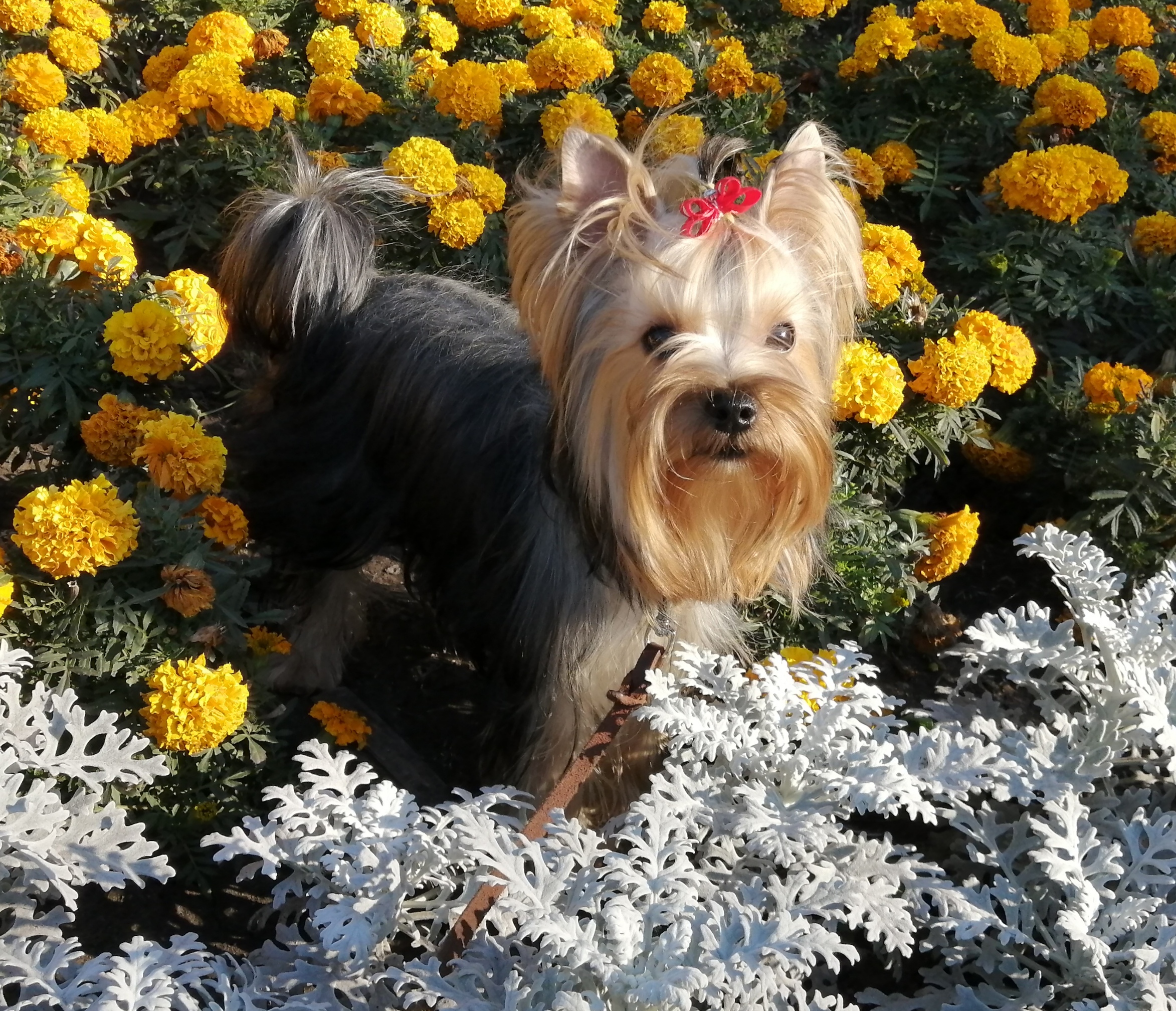  NIKOL SUPER STAR &mdash; Labaza DogPedigree YorkshireTerrier